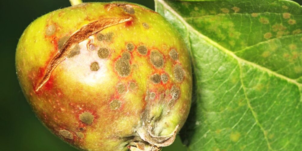 Modele chorobowe – dlaczego warto